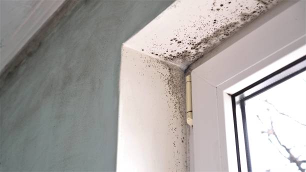 Best Basement Mold Remediation in Wanamassa, NJ