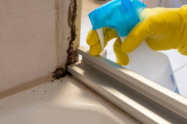 Best Residential Mold Remediation in Wanamassa, NJ