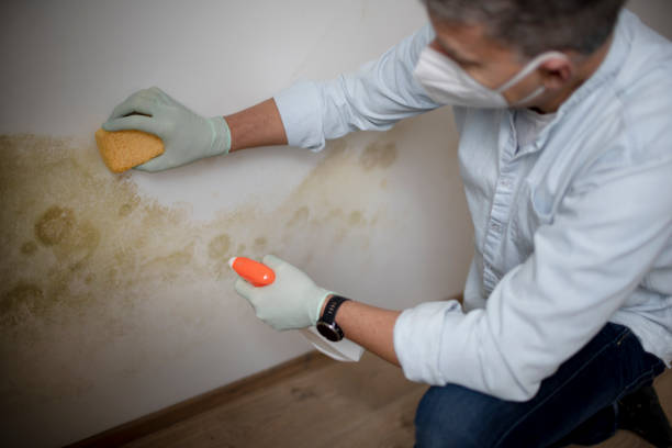 Best Commercial Mold Remediation in Wanamassa, NJ
