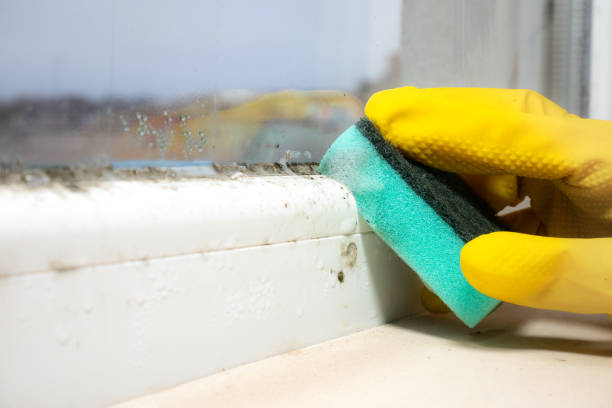 Best Bathroom Mold Remediation in Wanamassa, NJ