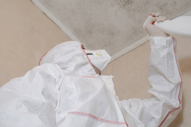 Best Basement Mold Remediation in Wanamassa, NJ