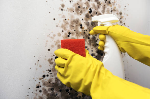 Best Residential Mold Remediation in Wanamassa, NJ