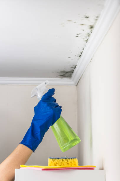 Best DIY Mold Remediation Support Services in Wanamassa, NJ